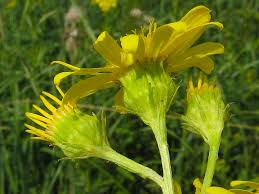 Attēlu rezultāti vaicājumam “Jacobaea paludosa”