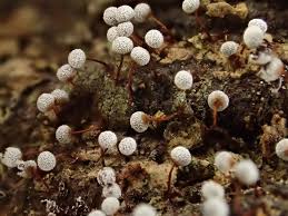 Attēlu rezultāti vaicājumam “Craterium leucocephalum”