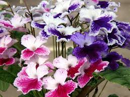 Image result for Streptocarpus