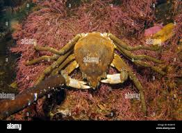 Image result for Hyas araneus