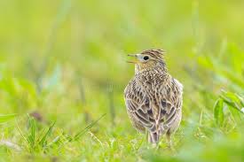 Attēlu rezultāti vaicājumam “Alauda arvensis”