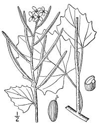 Image result for Alliaria petiolata