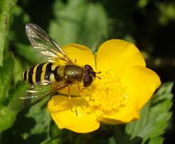 Attēlu rezultāti vaicājumam “Syrphus sp. imago”