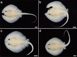 Image result for Megatrygon microps