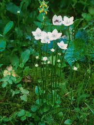 Attēlu rezultāti vaicājumam “Parnassia palustris leaf”