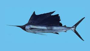 Image result for Istiophorus platypterus