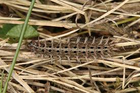 Attēlu rezultāti vaicājumam “Argynnis laodice”