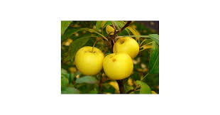 Attēlu rezultāti vaicājumam “Malus sylvestris”