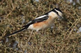 Image result for Lanius nubicus