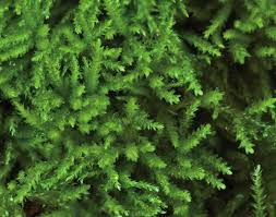 Attēlu rezultāti vaicājumam “Eurhynchiastrum pulchellum”