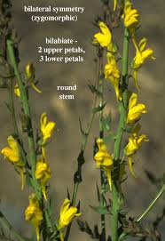 Attēlu rezultāti vaicājumam “Plantaginaceae”