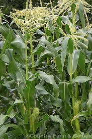 Attēlu rezultāti vaicājumam “Zea mays female flower”