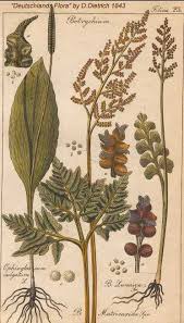 Attēlu rezultāti vaicājumam “Botrychium matricariifolium”