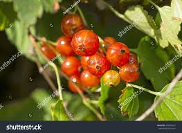 Attēlu rezultāti vaicājumam “Ribes spicatum”