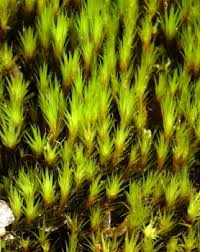 Attēlu rezultāti vaicājumam “Campylopus pyriformis”