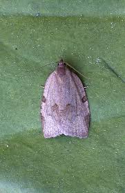 Attēlu rezultāti vaicājumam “Lozotaenia forsterana”