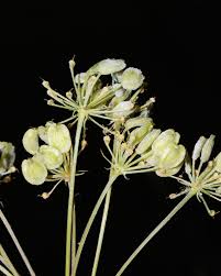 Attēlu rezultāti vaicājumam “Peucedanum oreoselinum flower”