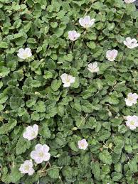 Attēlu rezultāti vaicājumam “Diderma montanum var. album stalked”