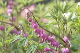 Image result for tränendes Herz