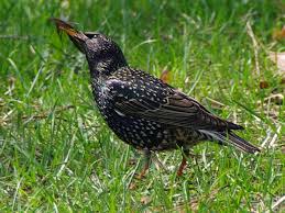 Attēlu rezultāti vaicājumam “Sturnus vulgaris”