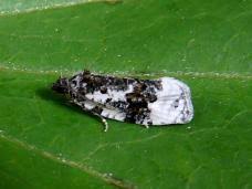 Attēlu rezultāti vaicājumam “Apotomis betuletana”