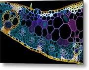 Attēlu rezultāti vaicājumam “Zea mays leaf”