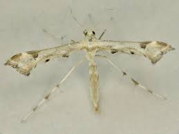 Attēlu rezultāti vaicājumam “Platyptilia gonodactyla”