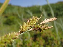 Attēlu rezultāti vaicājumam “Carex pallescens”