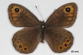 Attēlu rezultāti vaicājumam “Lasiommata petropolitana”