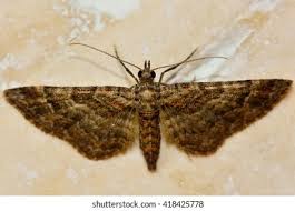 Attēlu rezultāti vaicājumam “Gymnoscelis rufifasciata”