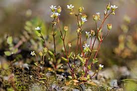 Attēlu rezultāti vaicājumam “Saxifraga tridactylites flower”