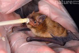 Attēlu rezultāti vaicājumam “Pipistrellus pygmaeus”