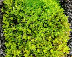 Attēlu rezultāti vaicājumam “Bryum”