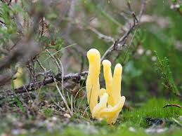 Attēlu rezultāti vaicājumam “Clavaria argillacea”