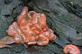 Attēlu rezultāti vaicājumam “Craterocolla cerasi”