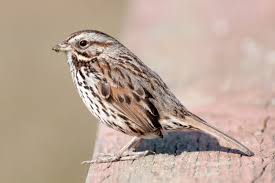 Image result for Melospiza melodia