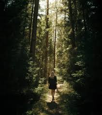 Image result for лес,