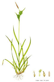 Attēlu rezultāti vaicājumam “Carex lepidocarpa fruit”