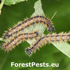 Attēlu rezultāti vaicājumam “Nymphalis polychloros upperside”