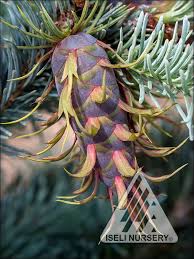 Attēlu rezultāti vaicājumam “Pseudotsuga menziesii”