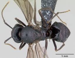 Attēlu rezultāti vaicājumam “Lasius fuliginosus”