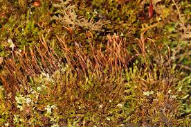 Attēlu rezultāti vaicājumam “Tetraphis pellucida”