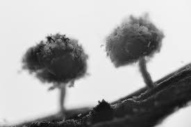 Attēlu rezultāti vaicājumam “Didymium crustaceum”