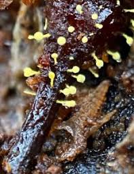 Attēlu rezultāti vaicājumam “Physarum bivalve”