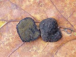 Attēlu rezultāti vaicājumam “Pachyphloeus melanoxanthus”