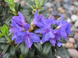 Attēlu rezultāti vaicājumam “rhododendron”