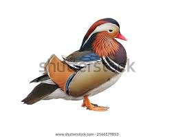 Attēlu rezultāti vaicājumam “Aix galericulata”