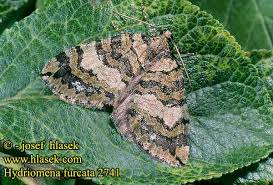 Attēlu rezultāti vaicājumam “Hydriomena furcata”