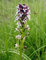 Attēlu rezultāti vaicājumam “Orchis ustulata flower”
