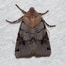 Attēlu rezultāti vaicājumam “Agrochola litura imago”